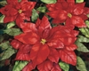 Poinsettia 1,000 PIece Puzzle