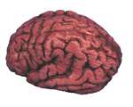 BLOODY BRAIN PROP