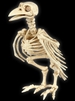 Skeleton Raven