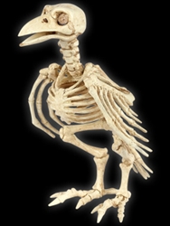 Skeleton Raven