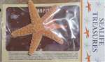 Sugar Starfish With Postcard
