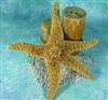 Sugar Starfish (12 -14 INCH )