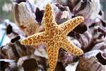 Sugar Starfish (6in. - 7in. )