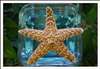 Sugar Starfish (9 -10 INCH )