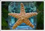 Sugar Starfish (9 -10 INCH )