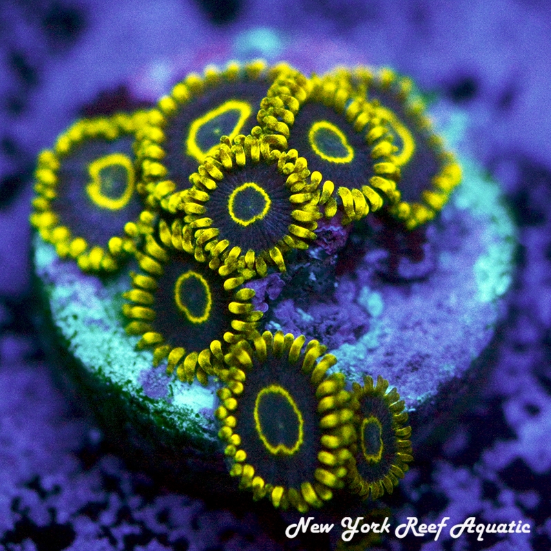 Blue Hornet Zoanthids
New York Reef Aquatic
Zoanthids