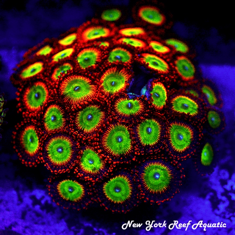 Bowser Zoanthids
New York Reef Aquartic
NYRA
Zoanthids
Bowser
