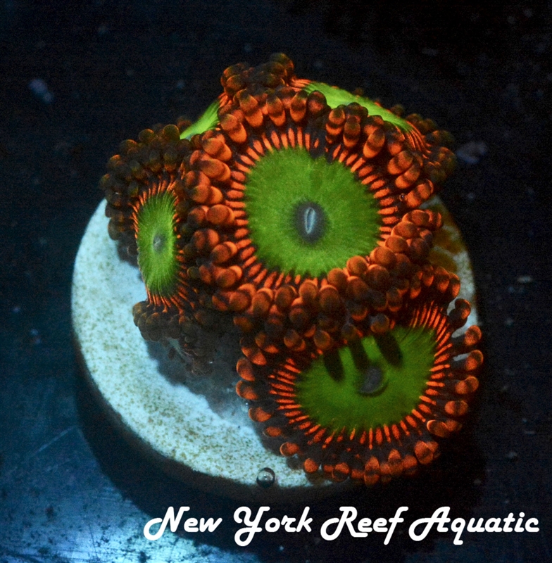 CANDY APPLE RED ZOANTHID