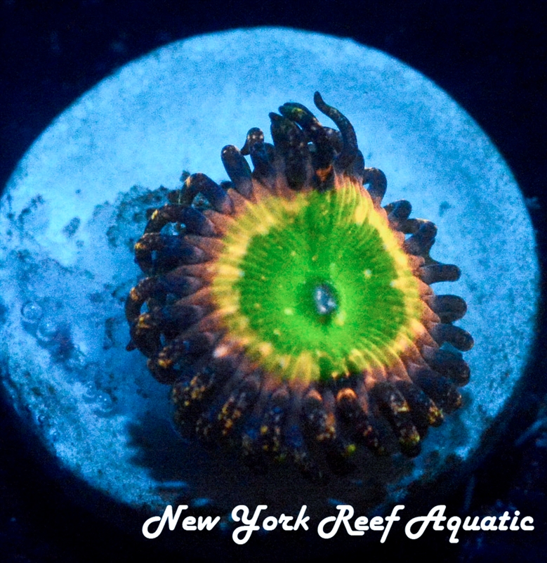 COSMIC RAINBOW ZOANTHID