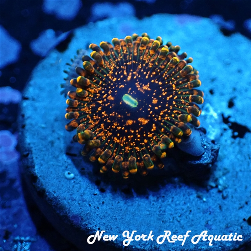 DayGlo Volcano Zoanthid