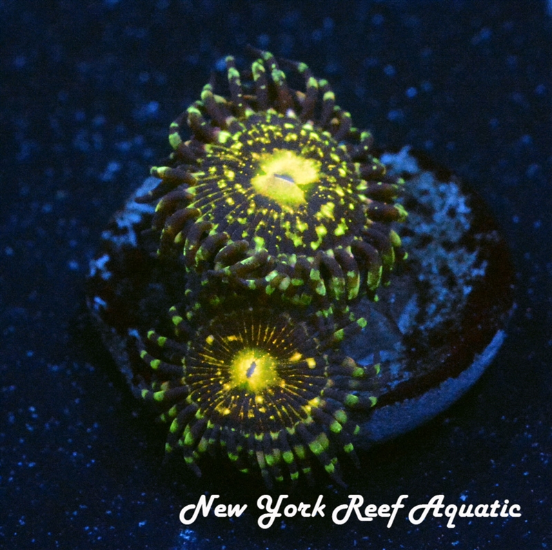 GRIM REAPER ZOANTHID