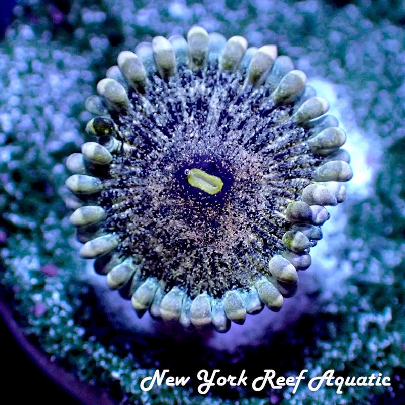 Mind Trick Zoanthid