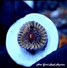 NYRA Leopard Queen Zoanthids
New York Reef Aquatic
Zoanthids