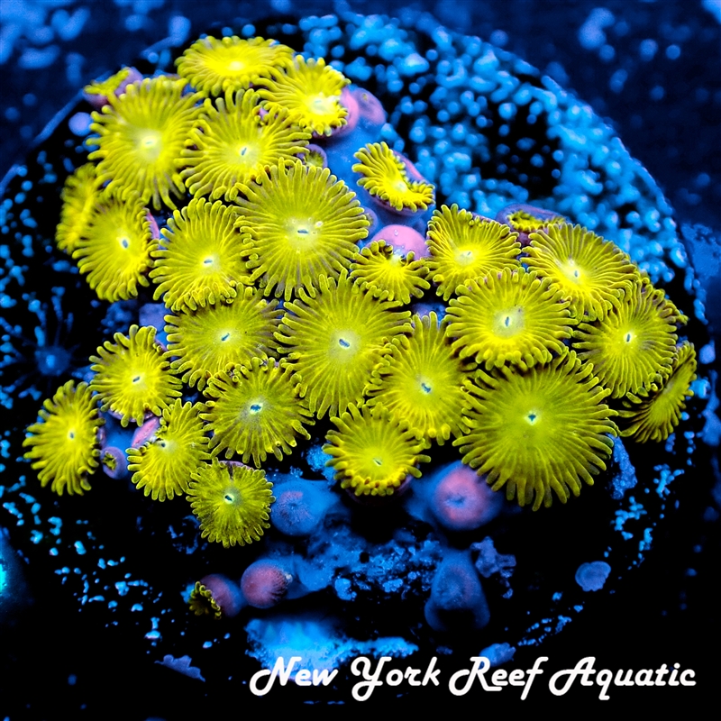 Rengoku Zoanthids
New York Reef Aquatic
Zoanthids