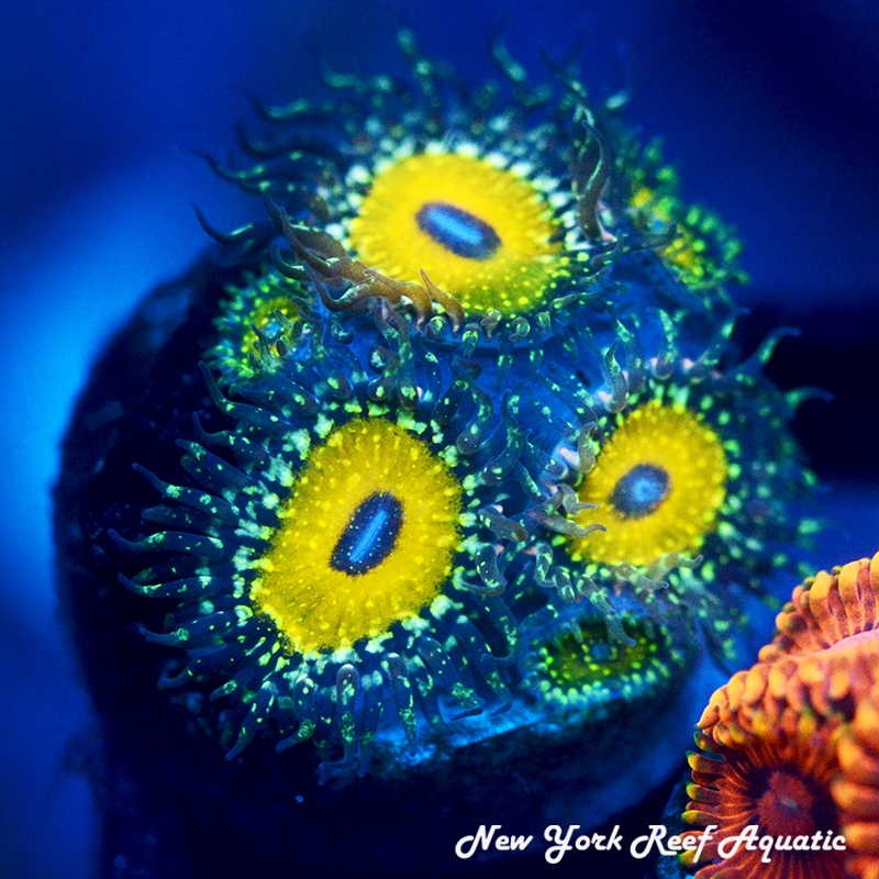 NYRA The GodBeast
New York Reef Aquatic
Zoanthids