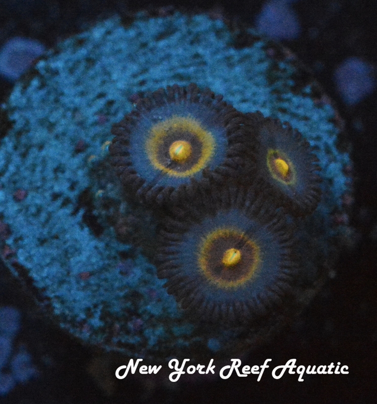 WOLVERINE ZOANTHID