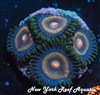 SUPERGIRL ZOANTHID