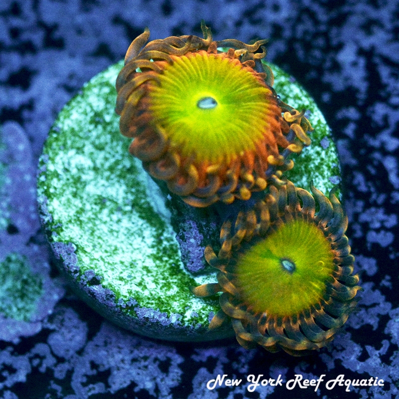 Rainbow Troll Zoanthids