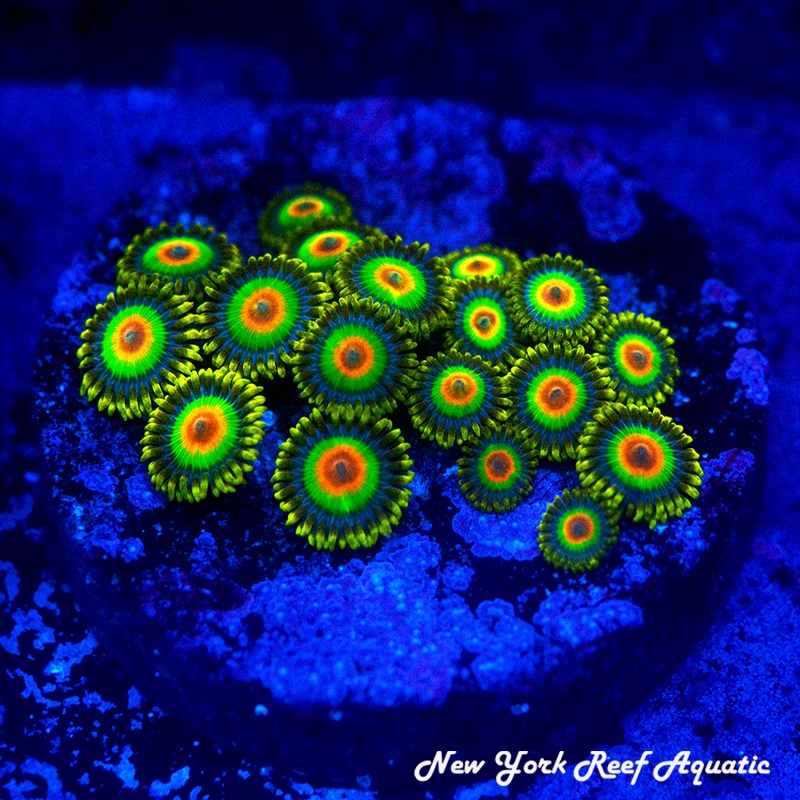 Rasta Zoanthids
New York Reef Aquatic
NYRA
Zoanthids