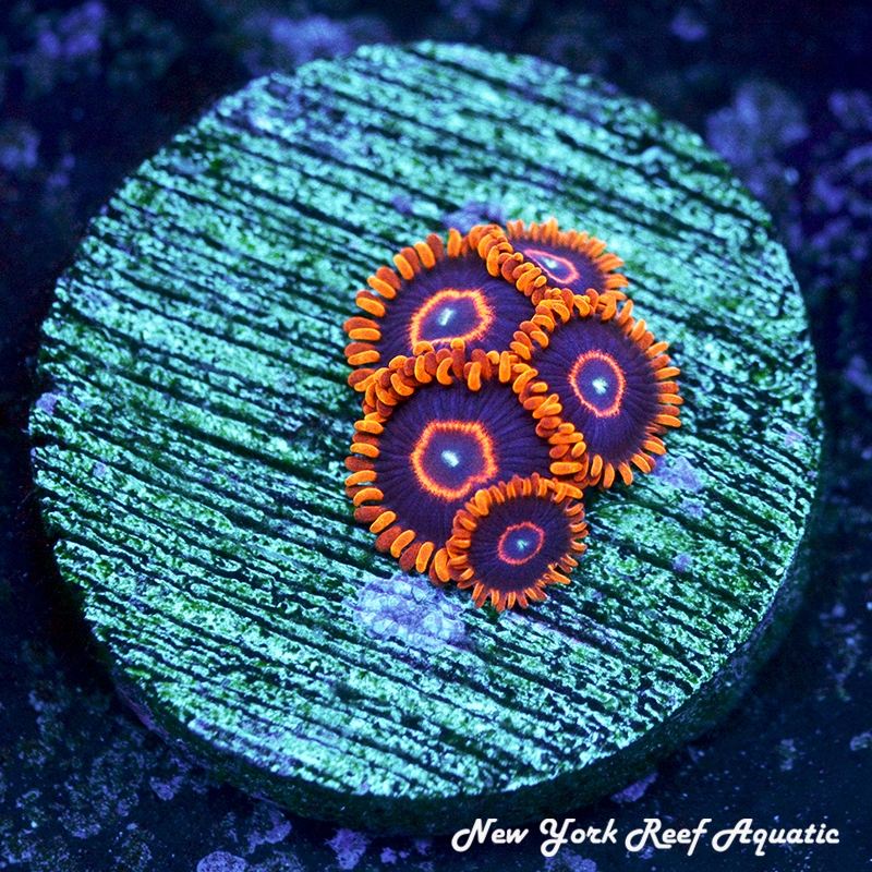 Red Hornet Zoanthids
New York Reef Aquatic
NYRA
Corals
Zoanthids
Reefs