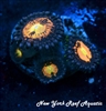 NYRA Cosmo Zoanthid