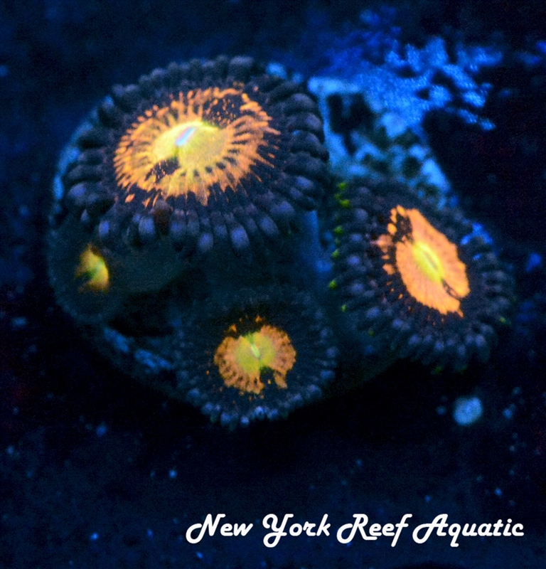 NYRA Cosmo Zoanthid