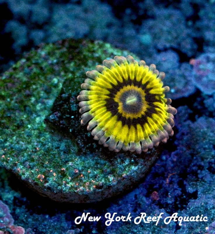 Stratocaster Zoanthid