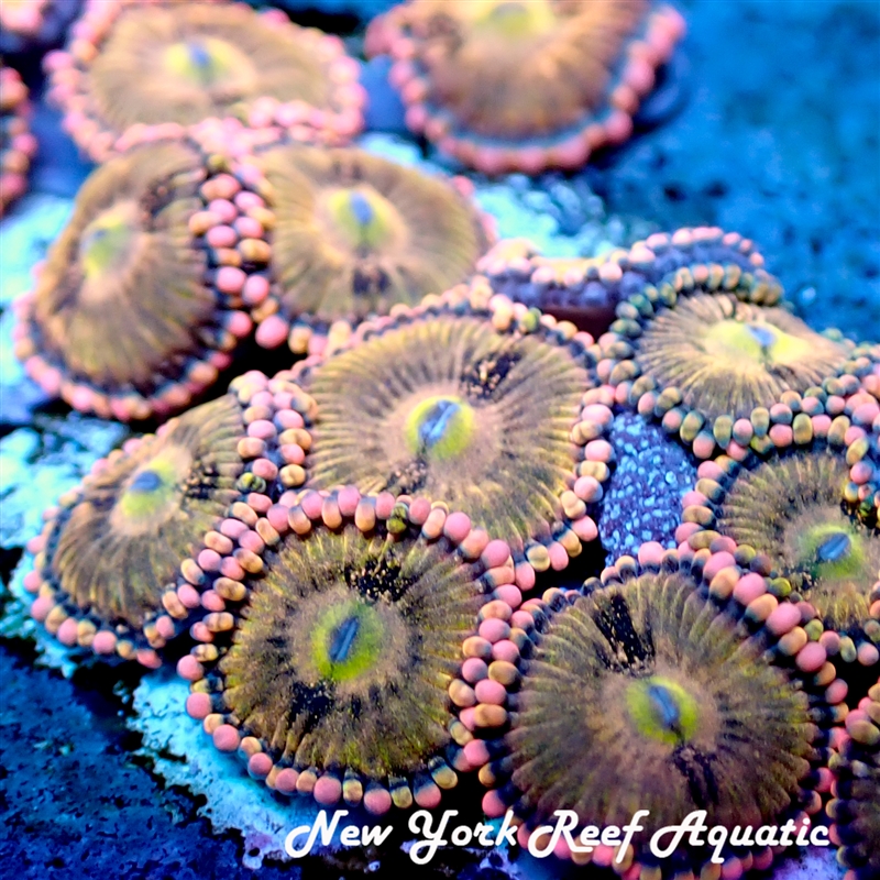 Aniti Venom Zoanthids
New York Reef Aquatic
NYRA
Zoanthids