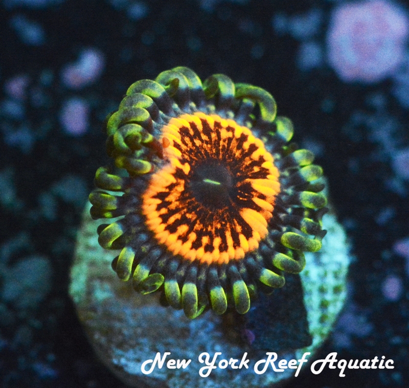 Armor Of Devil Zoanthids
Zoanthids
New York Reef Aquatic