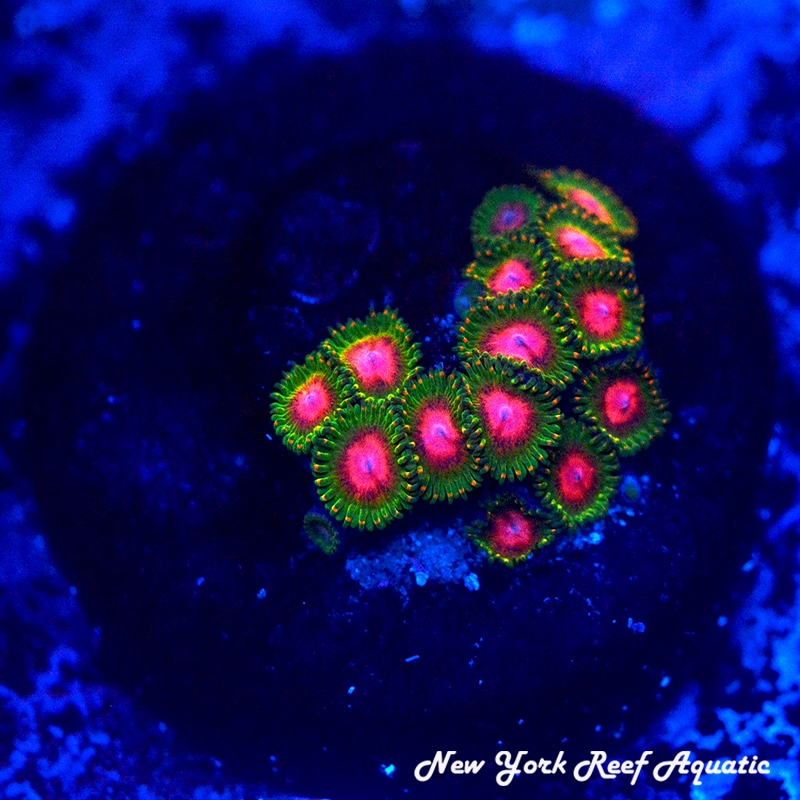 Awesome Blossom Zoanthids
New York Reef Aquatic
Zoanthids