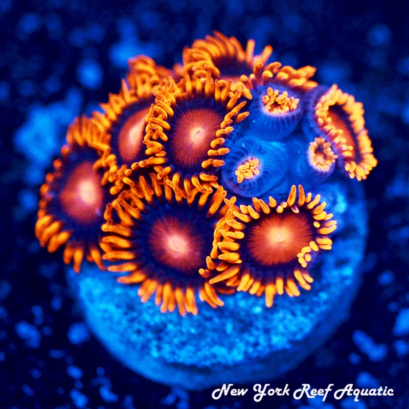 Bam Bam Zoanthids
New York Reef Aquatic
Zoanthids