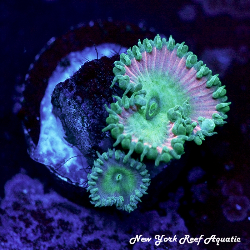 Beauty and The Beast Palythoa
New York Reef Aquatic