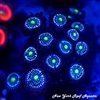 Blue Lagoon Zoanthids
New York Reef Aquatic
Zoanthids