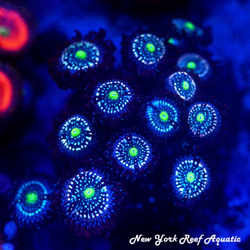 Blue Lagoon Zoanthids
New York Reef Aquatic
Zoanthids