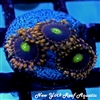 Bozo Birthday Zoanthid