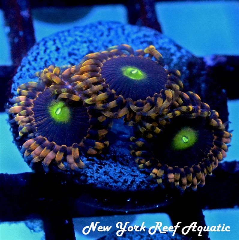 Bozo Birthday Zoanthid