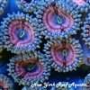 Bubblicious Pink Zoanthid