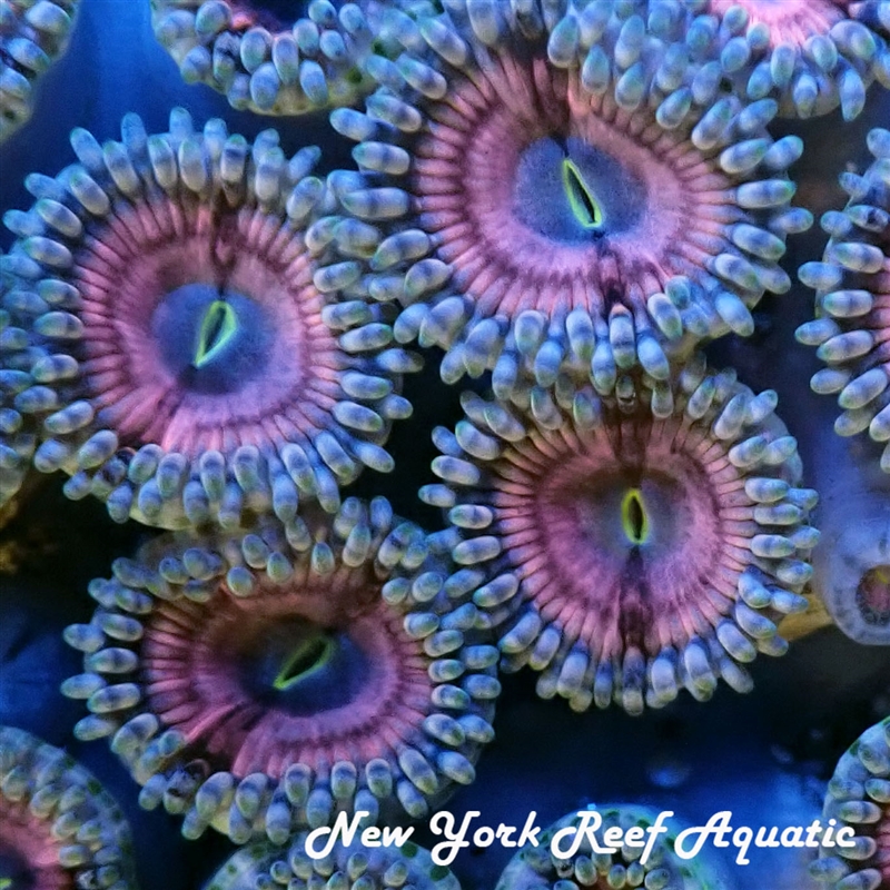 Bubblicious Pink Zoanthid