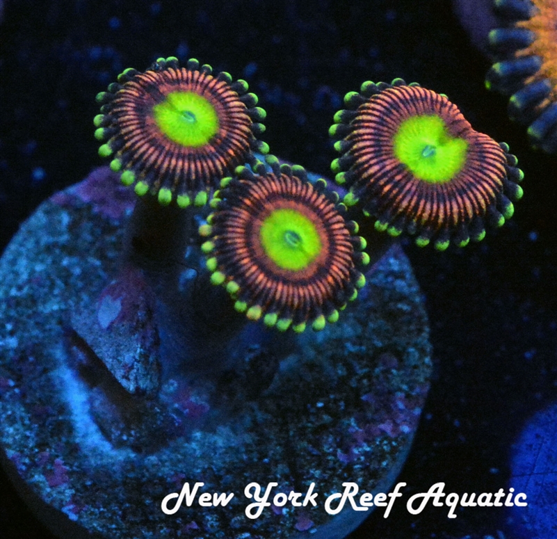 Cat Eye Zoanthid