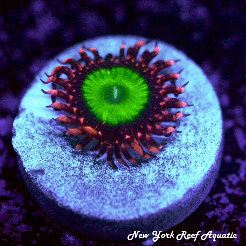 CB Omega
New York Reef Aquatic
Zoanthids