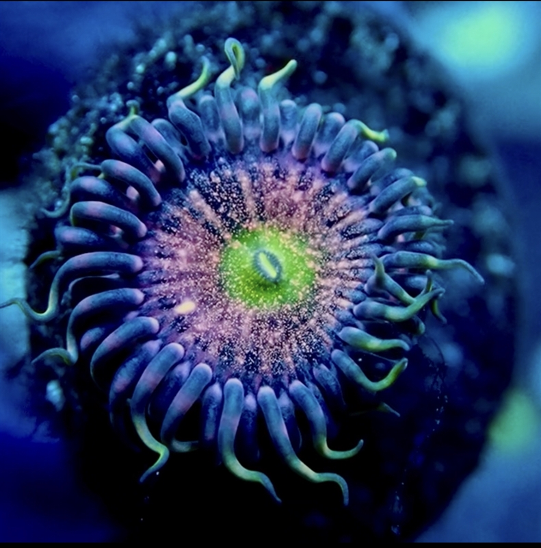 Chong Bong Zoanthid
New York Reef Aquatic