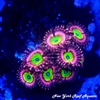 Chucky Bride Zoanthids
New York Reef Aquatic
Zoanthids