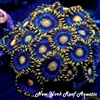 Corona Zoanthids
New York Reef Aquatic
NYRA
Corals
Zoanthids
Reefs