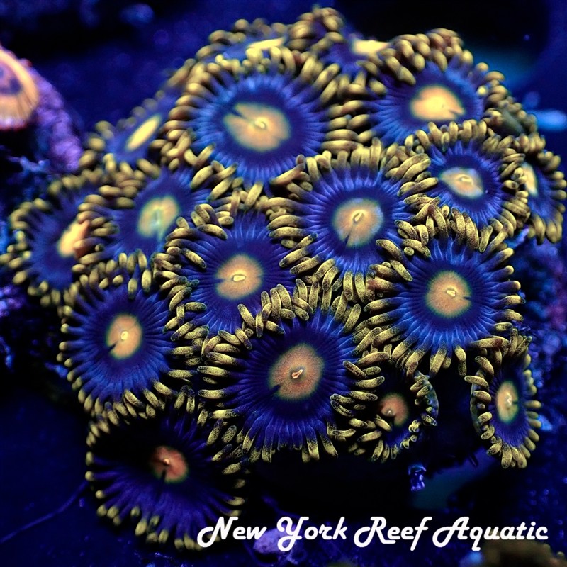 Corona Zoanthids
New York Reef Aquatic
NYRA
Corals
Zoanthids
Reefs