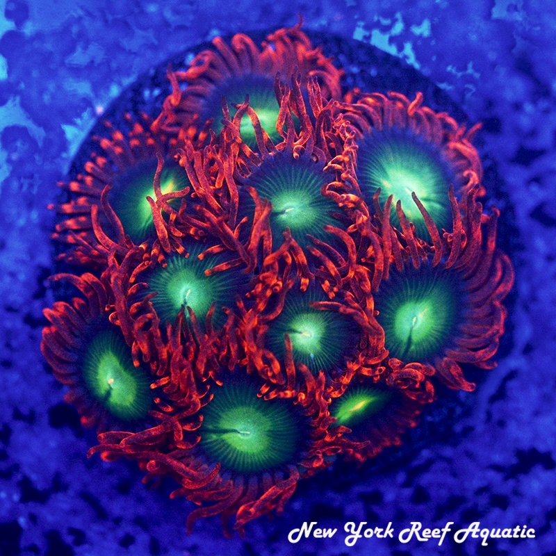 Crazy Clown Zoanthids
New York Reef Aquatic
Zoanthids