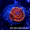 Darth Maul Zoanthids
New York Reef Aquatic
Zoanthids