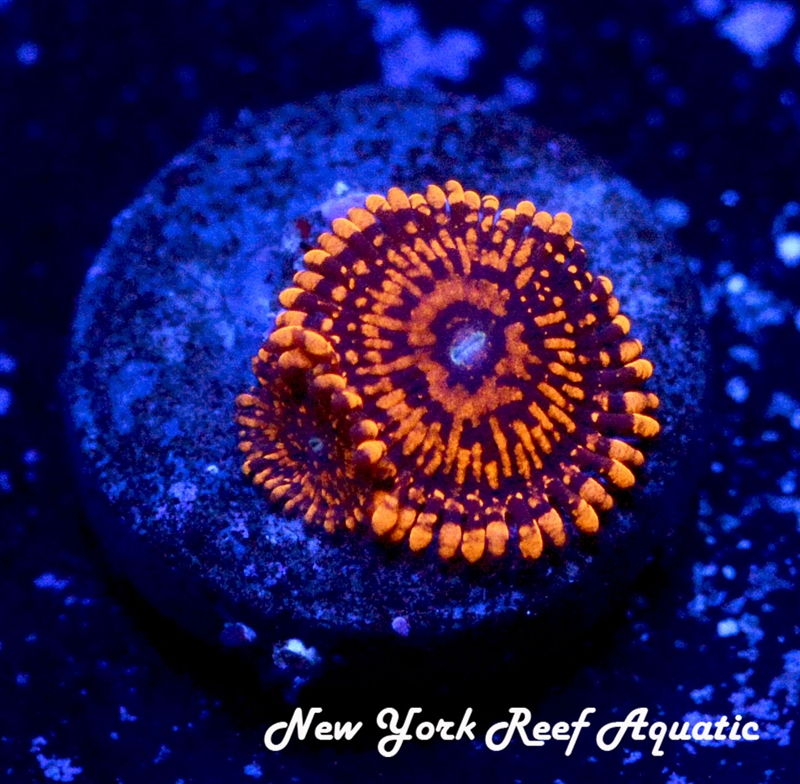 Darth Maul Zoanthids
New York Reef Aquatic
Zoanthids