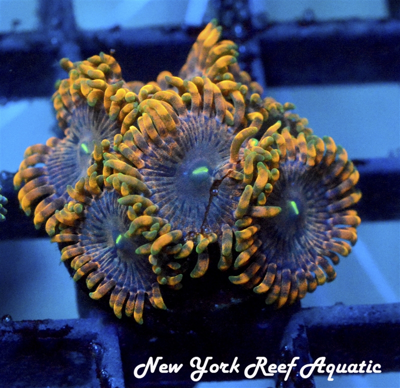 Rainbow Rasta Zoanthids
New York Reef Aquatic
Zoanthids