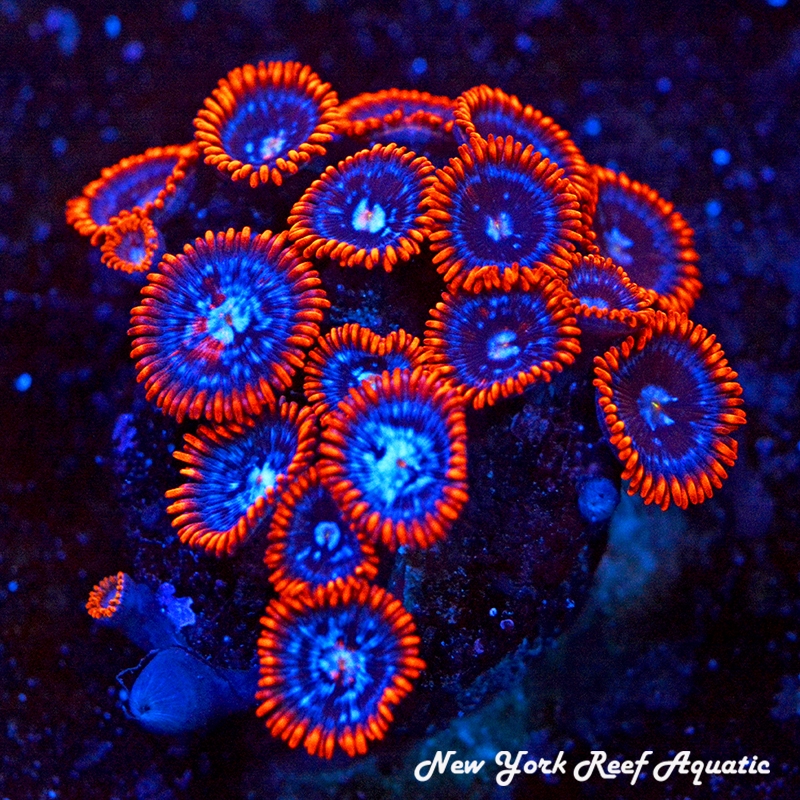 Fire and Ice Zoanthids
New York Reef Aquatic
NYRA
Corals
Zoanthids