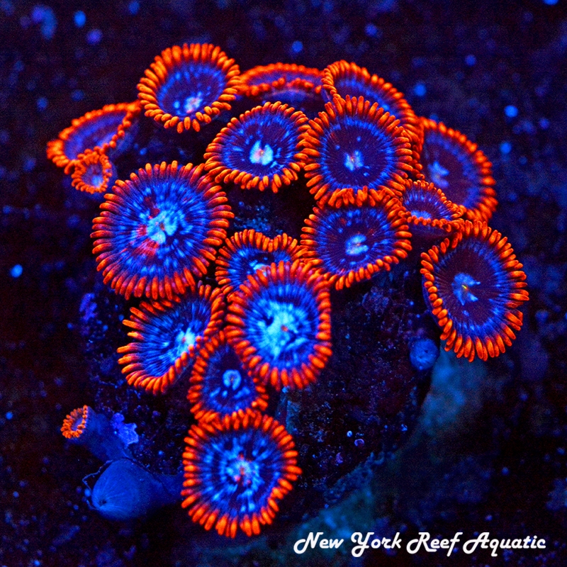 Fire and Ice Zoanthids
New York Reef Aquatic
NYRA
Corals
Zoanthids